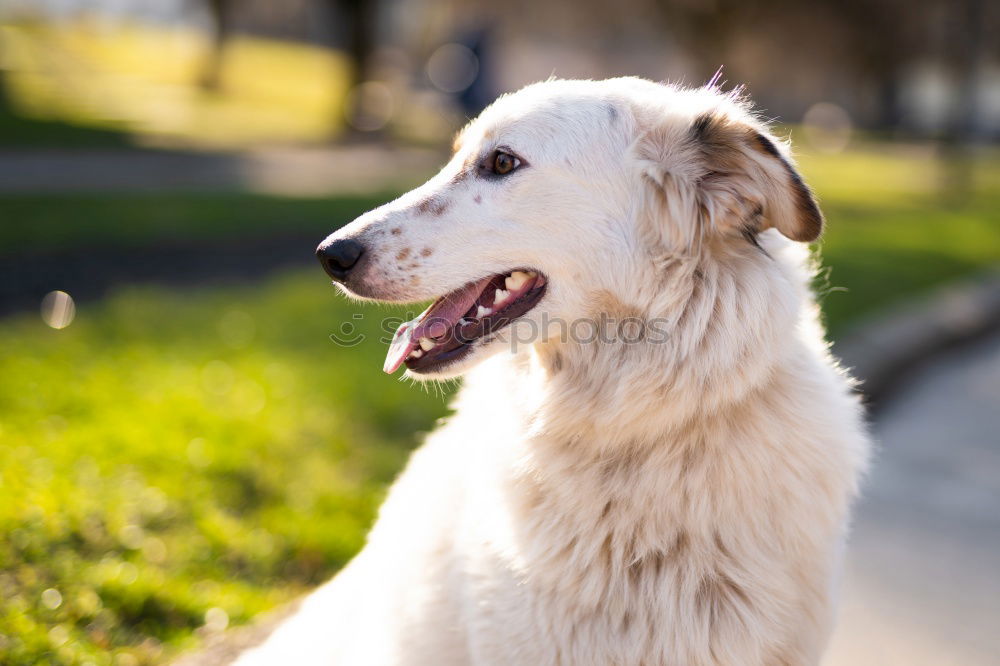 Similar – Happy cute dog Playing