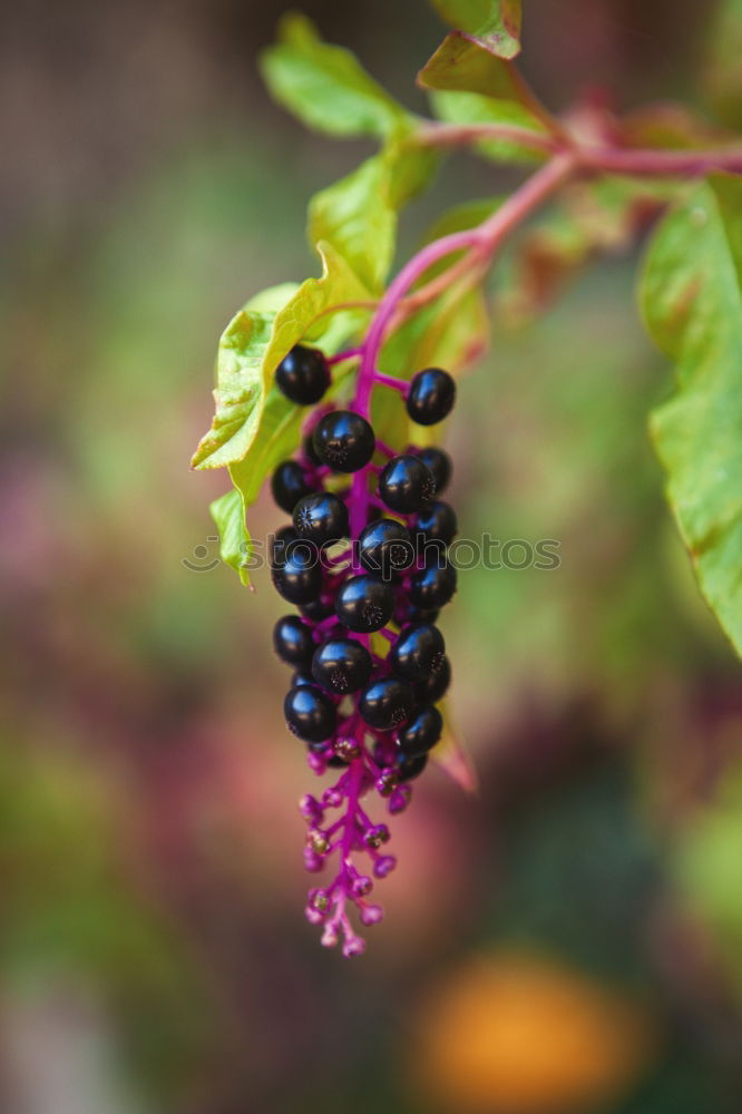 Similar – Raspberries Urban Gardening