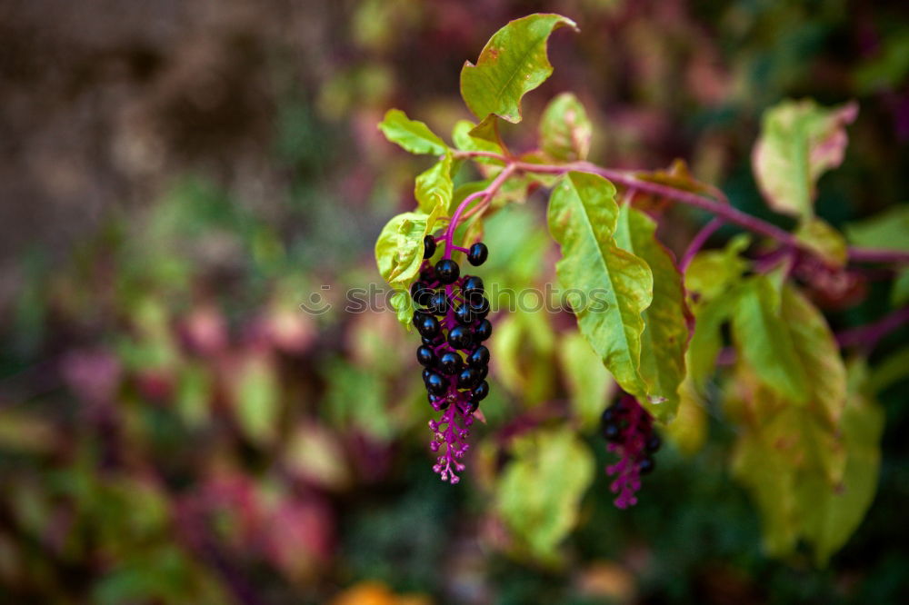 Similar – Raspberries Urban Gardening