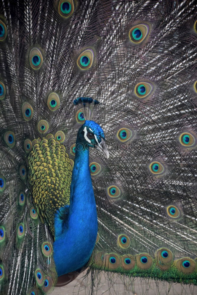 Similar – royal blue Peacock Blue