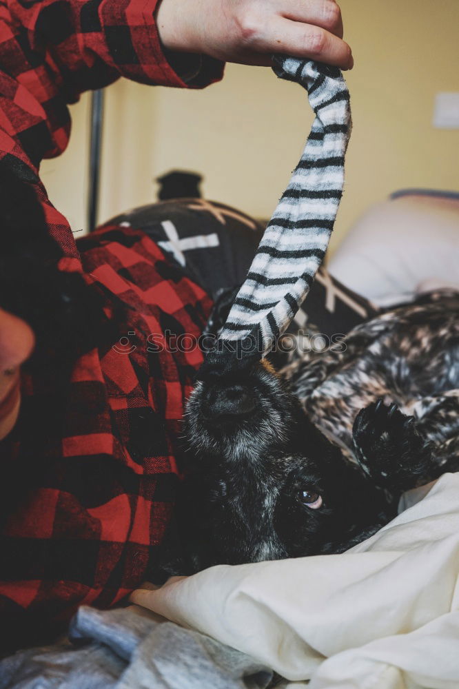 Similar – Image, Stock Photo no dog is illegal Pet Dog