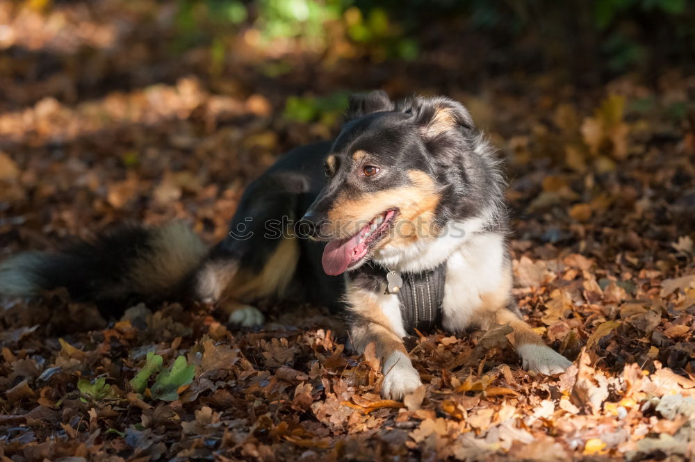 Similar – doggy Hund Labrador