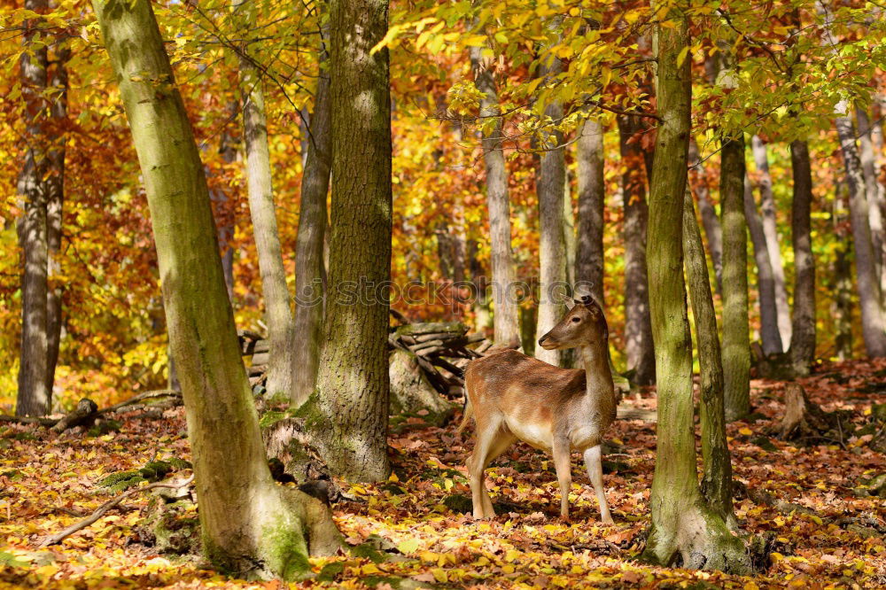 Similar – A little deer stands in the forest