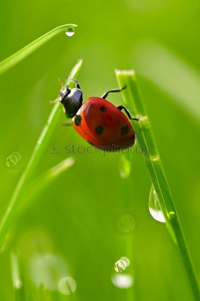 Similar – Foto Bild Käfer Natur Tier Gras Feld