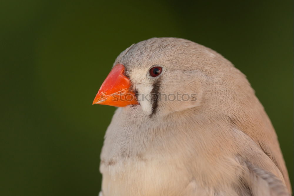 Similar – sidelong glance Animal