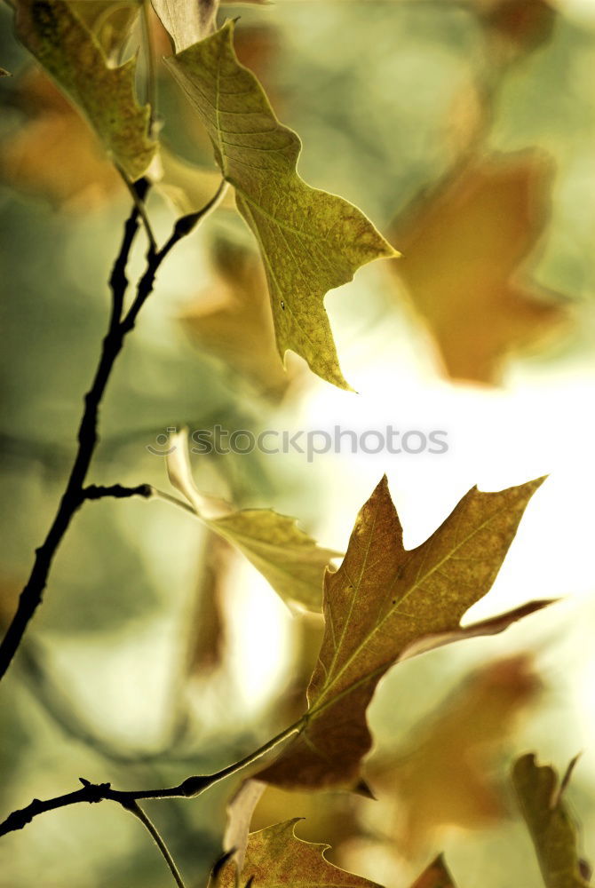 Similar – Herbstklang Baum Blatt