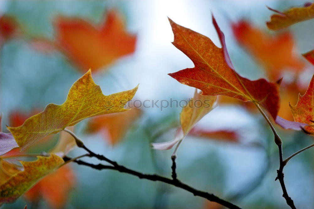 Similar – Image, Stock Photo flowering maple Nature