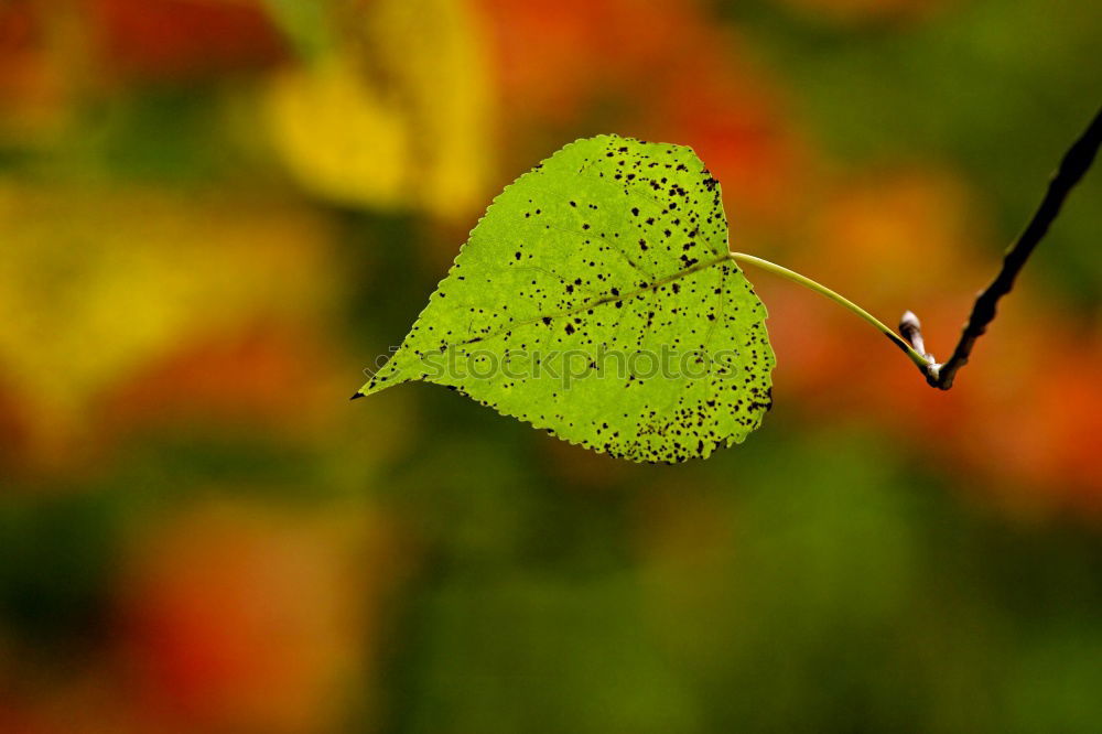 Similar – herbstblatt Herbst Blatt