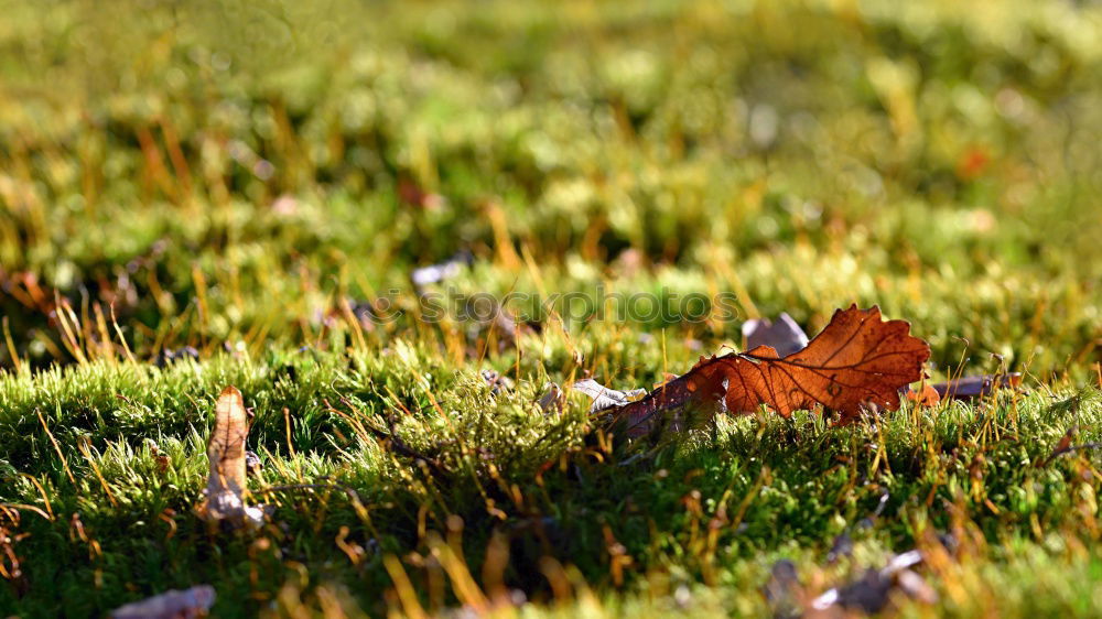 Similar – Moosteppich Blatt Pflanze