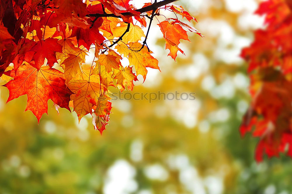 Similar – Red maple leaves on a green background