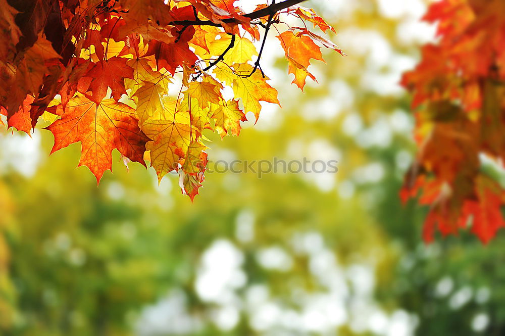 Similar – Red maple leaves on a green background