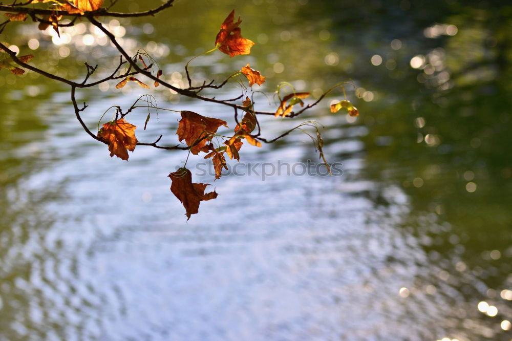 Similar – Autumn puddle I Tree