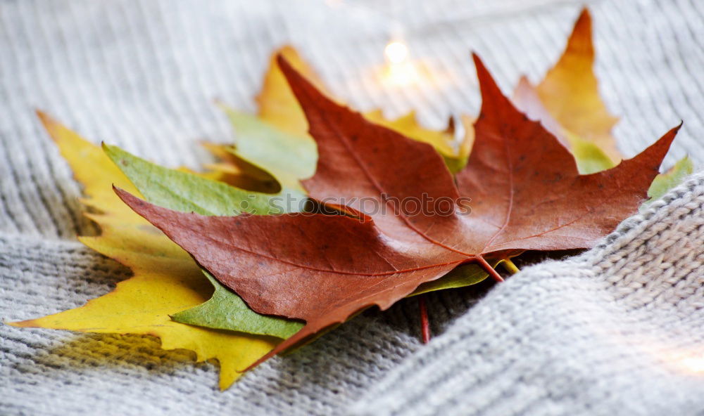 Similar – Image, Stock Photo Autumn in the garden