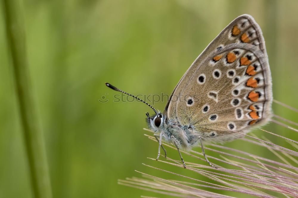 Similar – Image, Stock Photo butterfly Butterfly 1