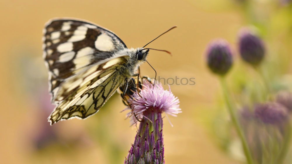 Similar – Image, Stock Photo resting in the bush Garden