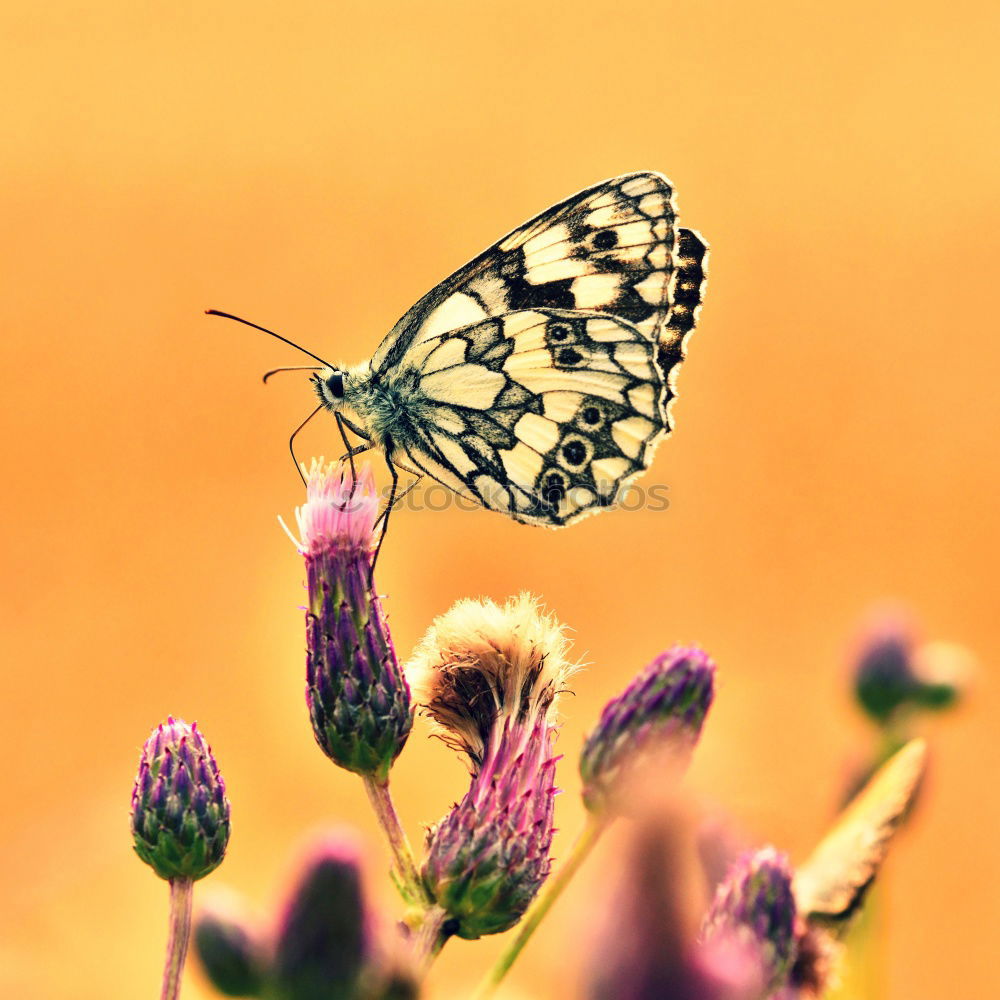 Similar – Image, Stock Photo Blue in the evening light