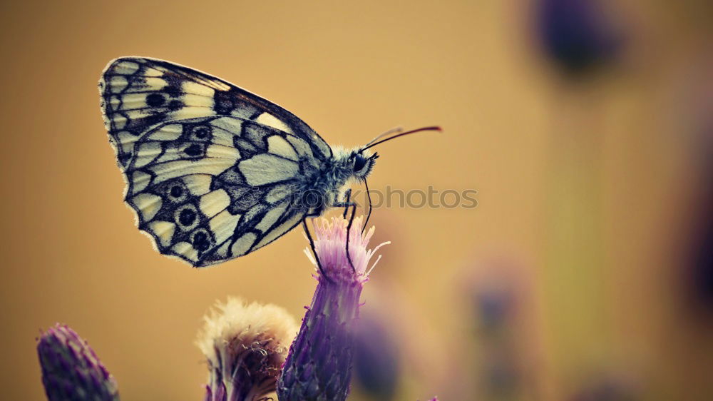 Similar – Image, Stock Photo loud yes loud… Nature