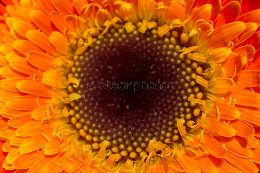 Similar – Foto Bild Aster Blume Blüte Astern