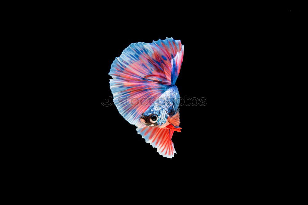 Image, Stock Photo Siamese fighting fish isolated