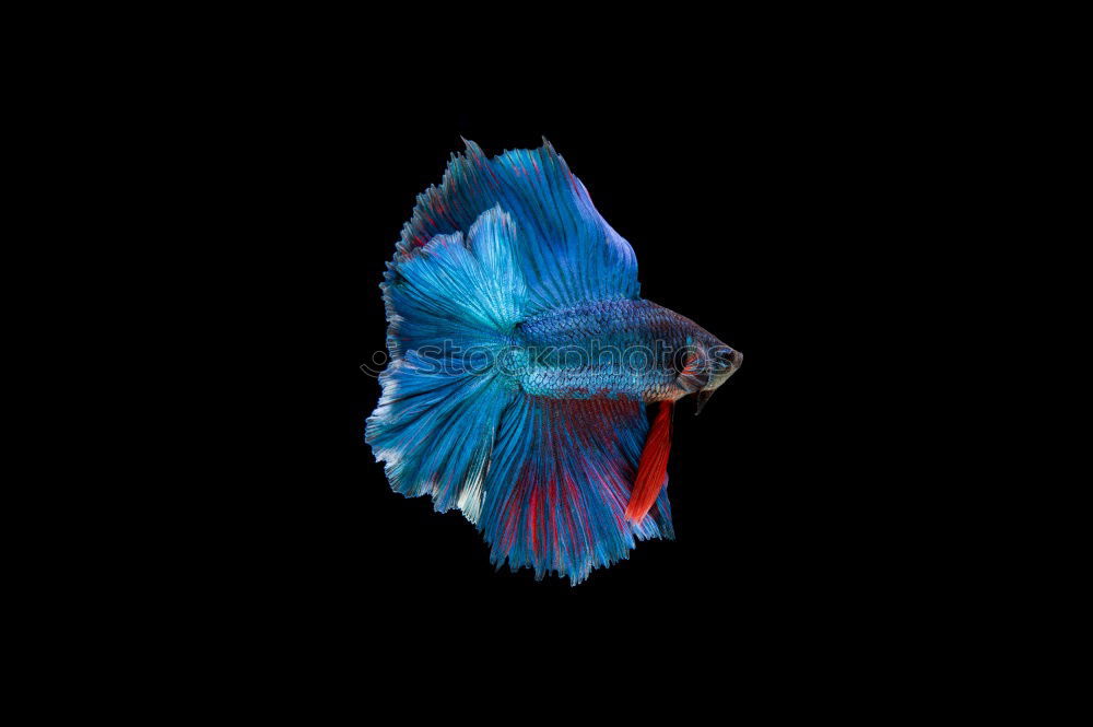 Image, Stock Photo Siamese fighting fish isolated