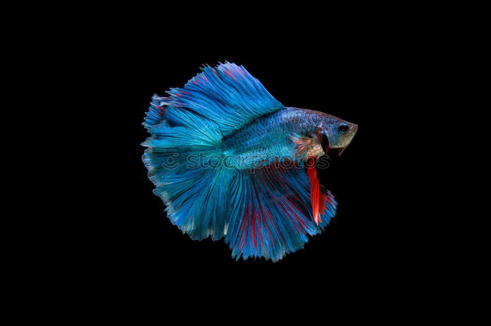 Similar – Image, Stock Photo Siamese fighting fish isolated