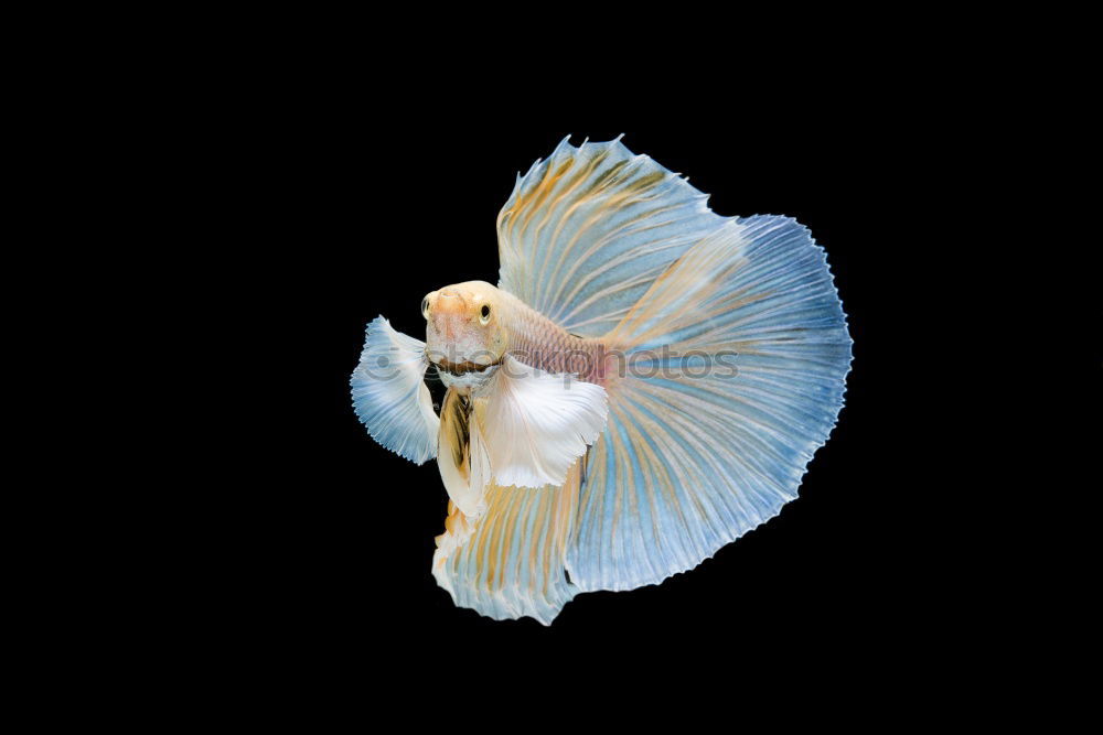 Similar – Image, Stock Photo Siamese fighting fish isolated