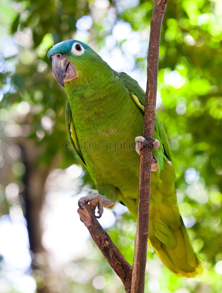 Similar – Image, Stock Photo Amazon Parrot Elegant