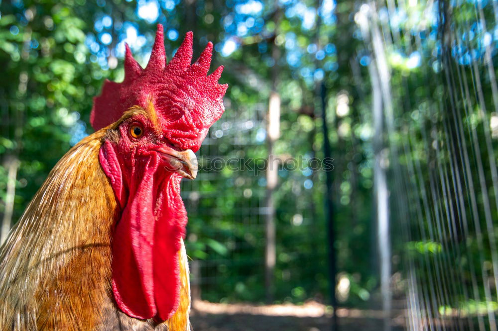Similar – Foto Bild Hinter Gittern Hahn