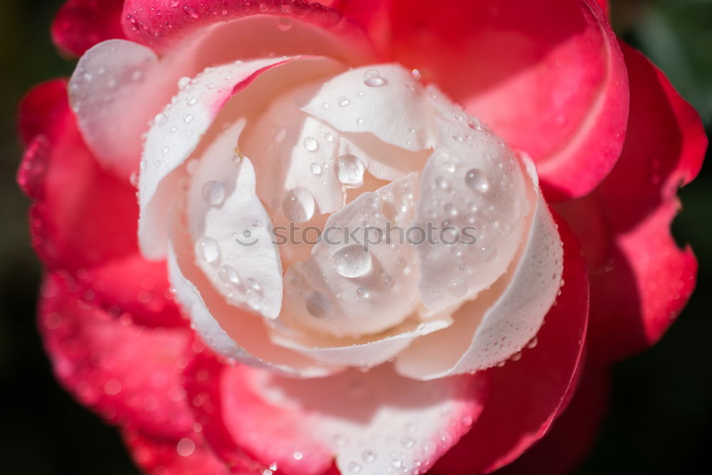 Similar – Image, Stock Photo rose blossom Plant Spring