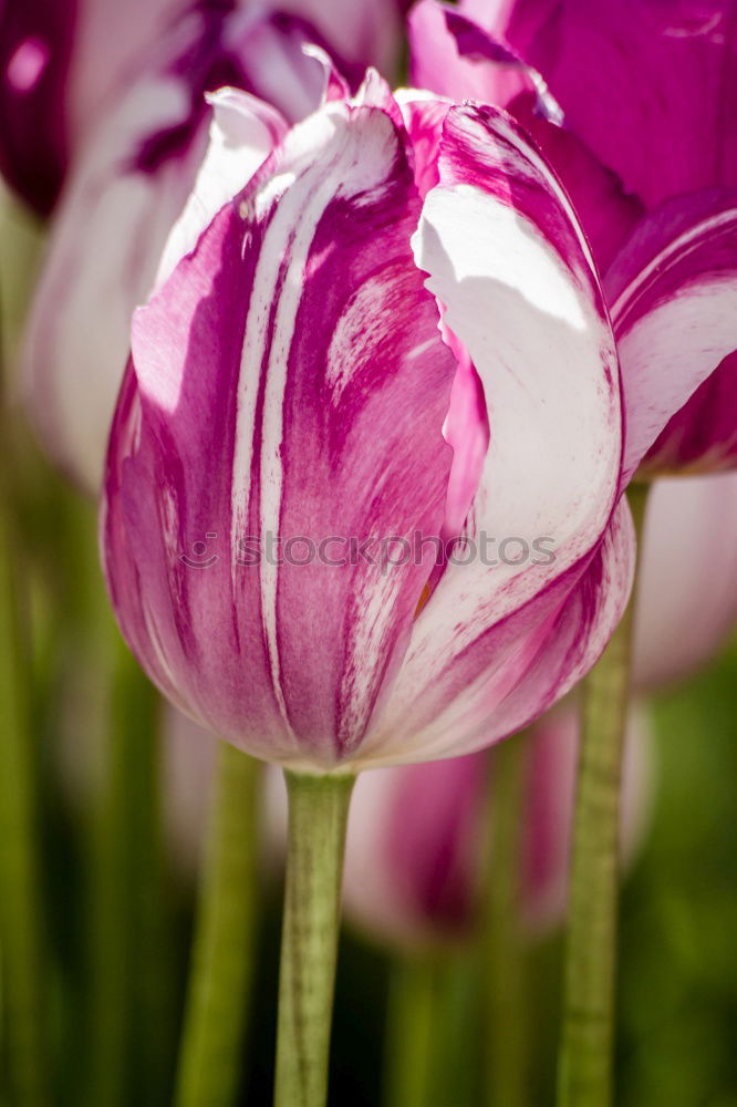 Similar – TuliPane Tulip Flower Red