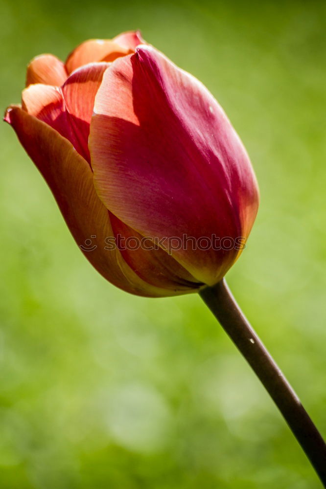 Similar – Image, Stock Photo A rose wants to bloom pink