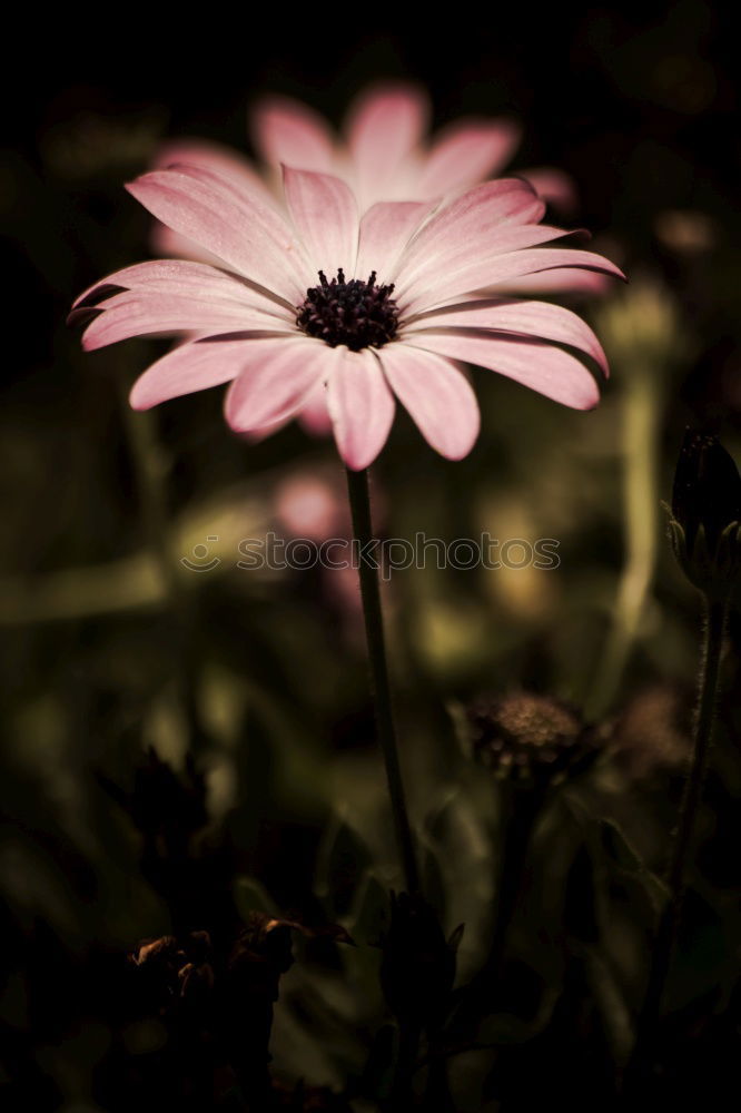 Similar – Foto Bild Rosa Blüten und grüne Blätter. Magenta-Blumenkulisse. In Blüte