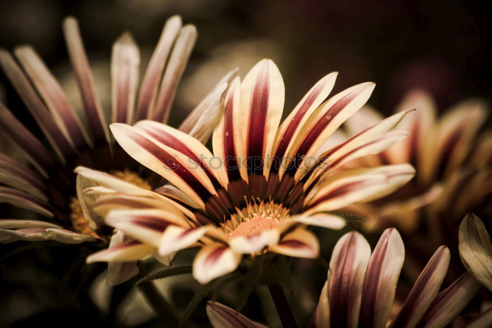 Similar – Image, Stock Photo Gaillardia aristata