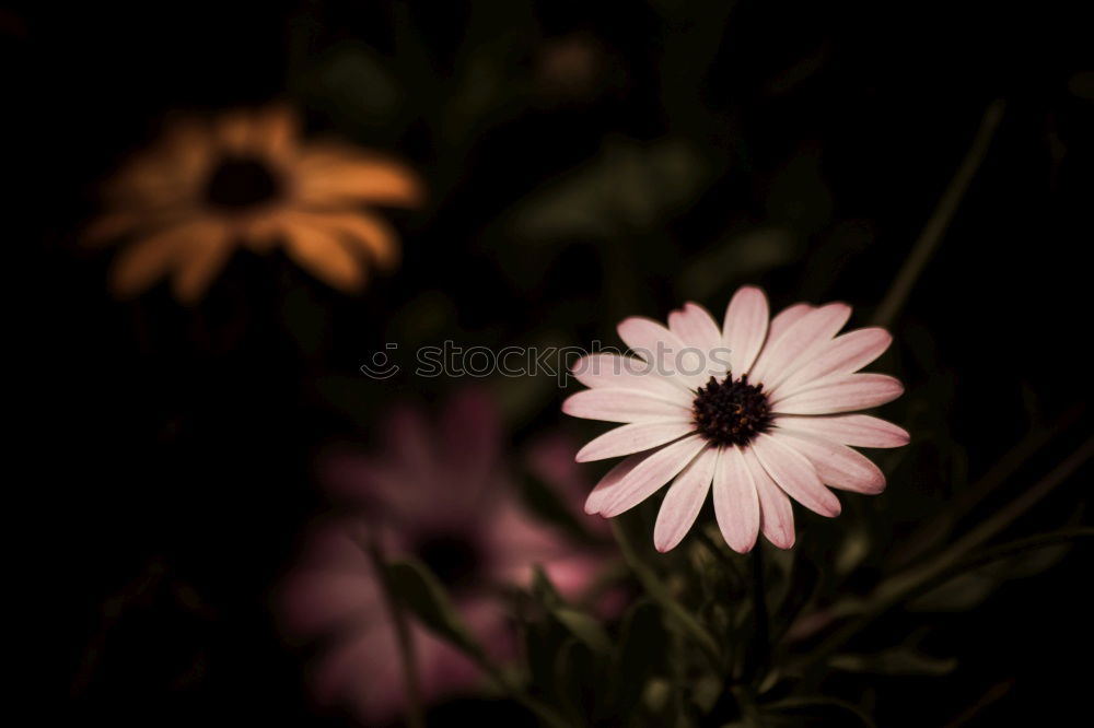 Similar – daisies Colour photo