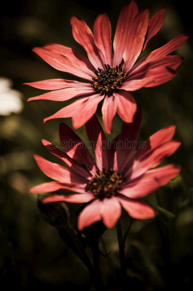Similar – Image, Stock Photo pink flower plant in springtime