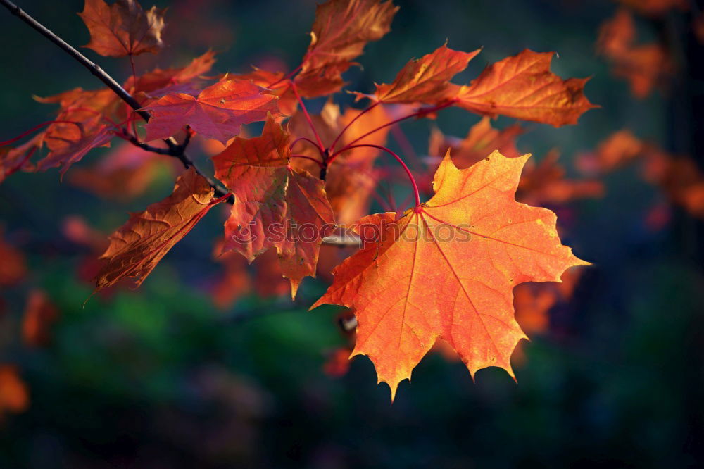 Image, Stock Photo 50 Shades of Red [2]