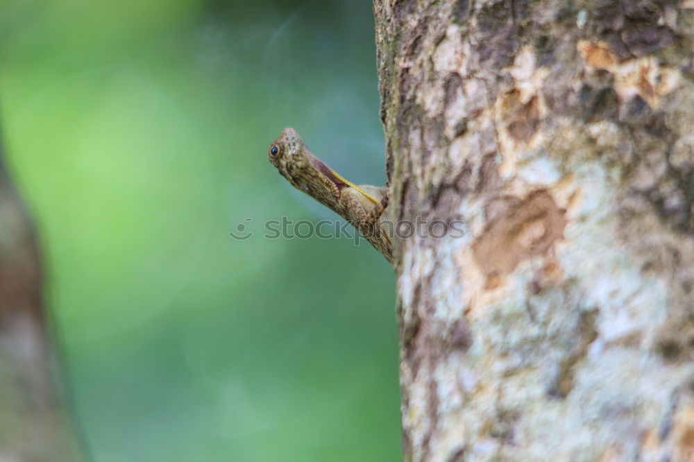 Similar – Image, Stock Photo caterpillar insatiable