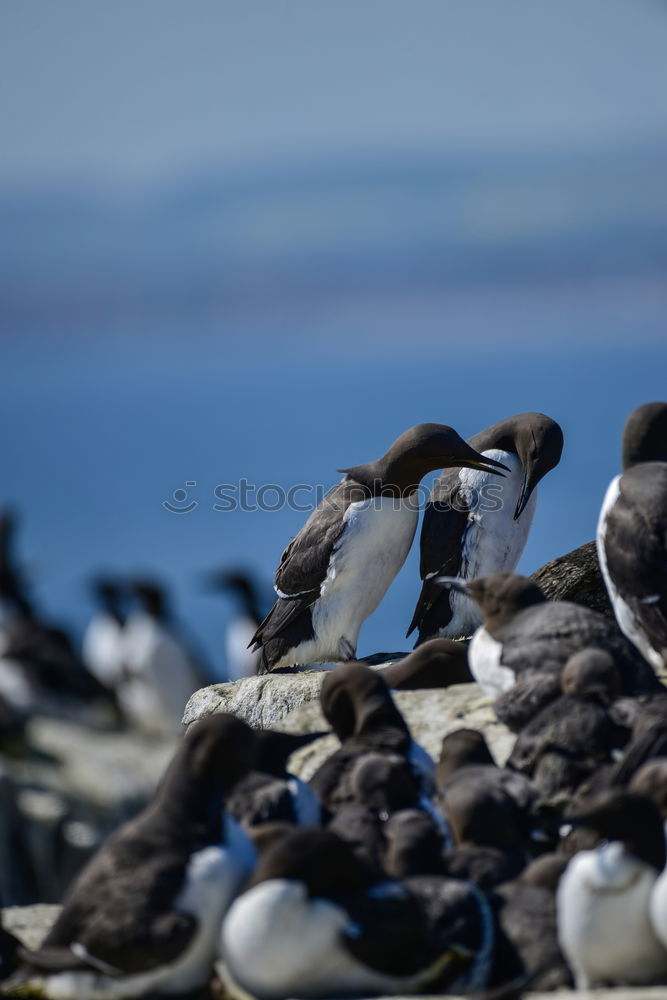 Similar – Penguin beach in South Africa (Simonstown)