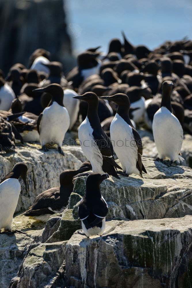 Similar – Image, Stock Photo Penguins Animal