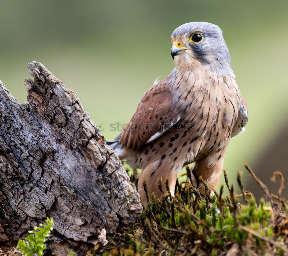 Similar – Image, Stock Photo Northern Goshawk