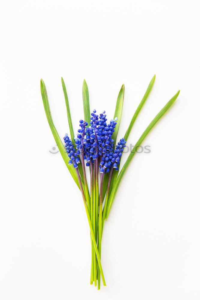 Similar – Image, Stock Photo Allium isolated on white background