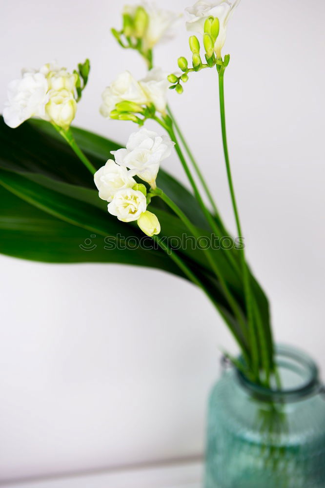 Similar – Image, Stock Photo manfred krug Orchid Vase