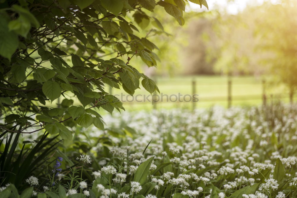 Similar – Foto Bild Kossenblatt 4 Frühling