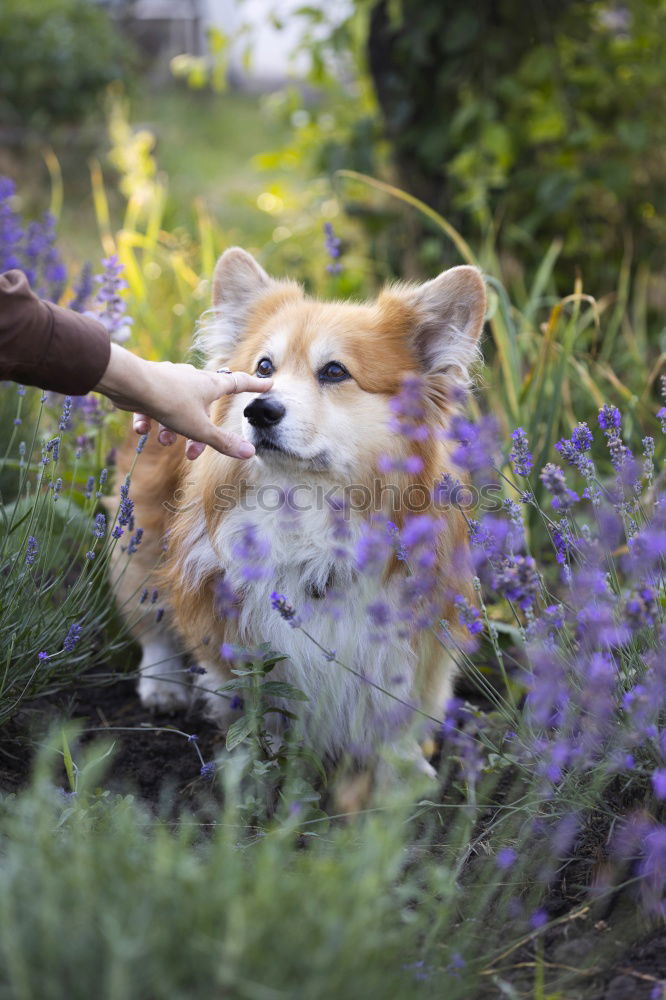 Similar – Image, Stock Photo A piece of dog Grass