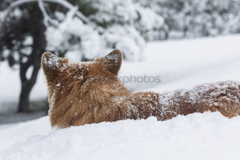 Similar – Calf in winter Nature