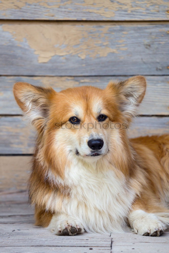 Similar – cute small dog sitting by the window. Rainy day