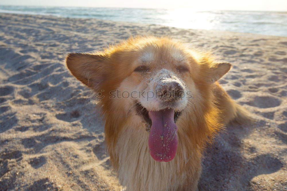 Similar – Dogs running near waving sea