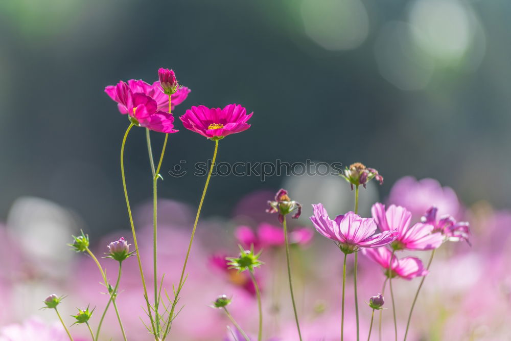 Similar – Image, Stock Photo Sunday salute Nature Plant