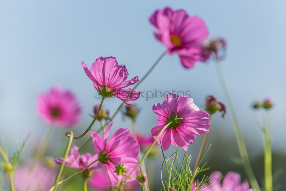 Similar – Image, Stock Photo poppy blossom Nature