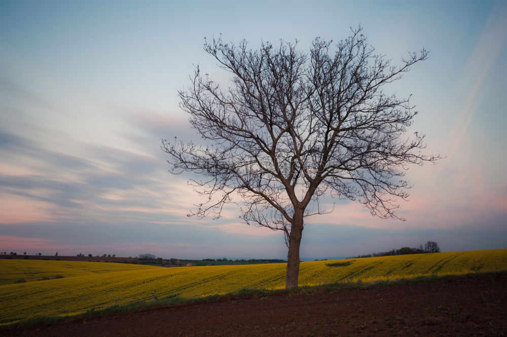 Similar – Image, Stock Photo tree, evening sun, grassland